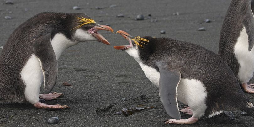 Wig Transformator Vruchtbaar 10 akelige dingen die je nog niet wist over pinguïns