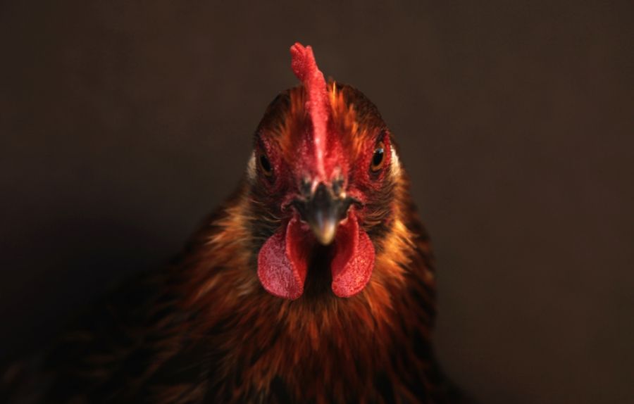 10 dingen die niet wist over kippen