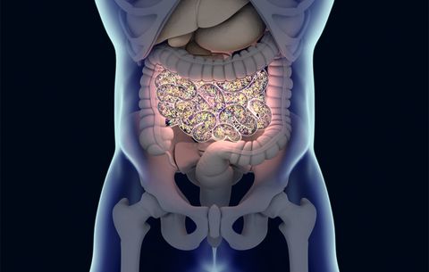 digestive system illustration 