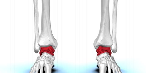 lower leg bones