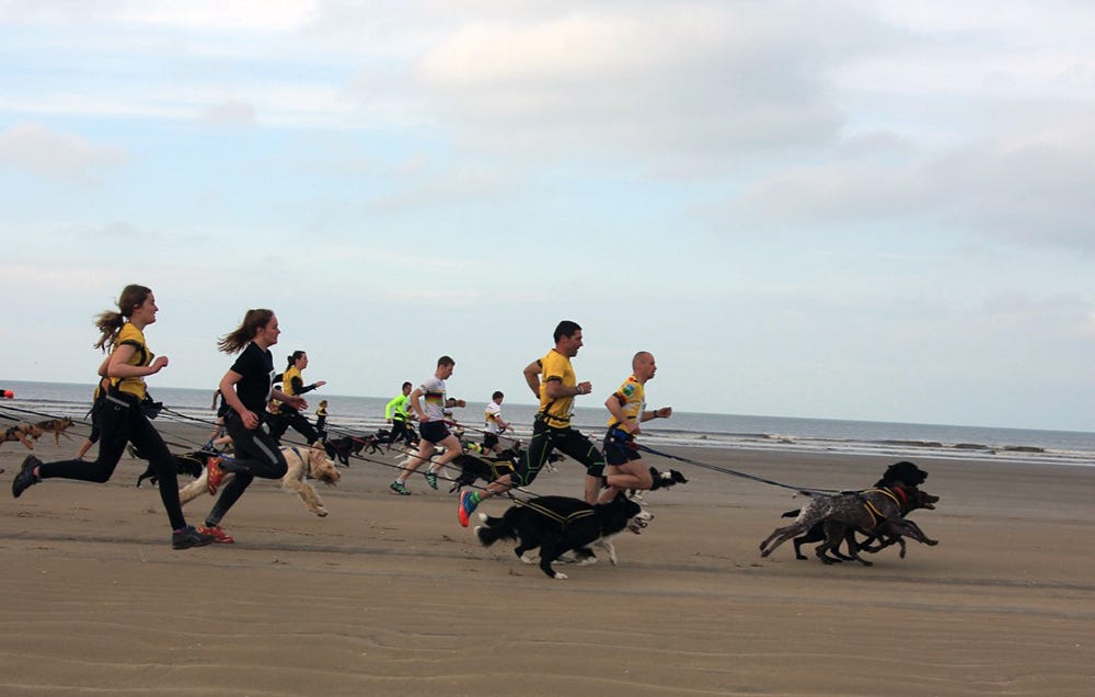 Want to Run a Fast 5K? Let Your Dog Pull You to Greatness
