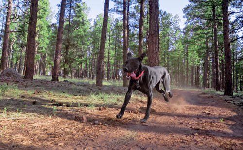 best trail running dogs