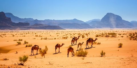 Desert, Camel, Natural environment, Arabian camel, Herd, Camelid, Sand, Landscape, Sahara, Ecoregion, 