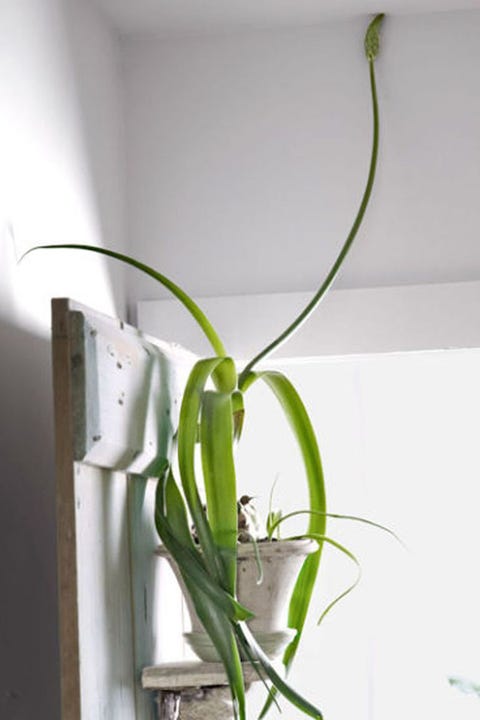 ほとんど水やりせずとも育つ 11の観葉植物 Elle Decor エル デコ