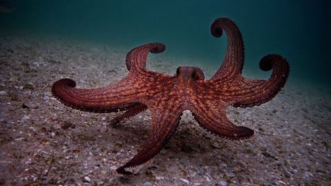 "My octopus teacher" "my octopus teacher"