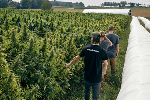 Floyd Landis' hemp farm in Lancaster County, PA in October 2019.