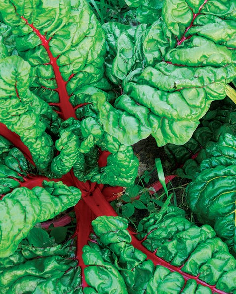 Swisschard leafy greens