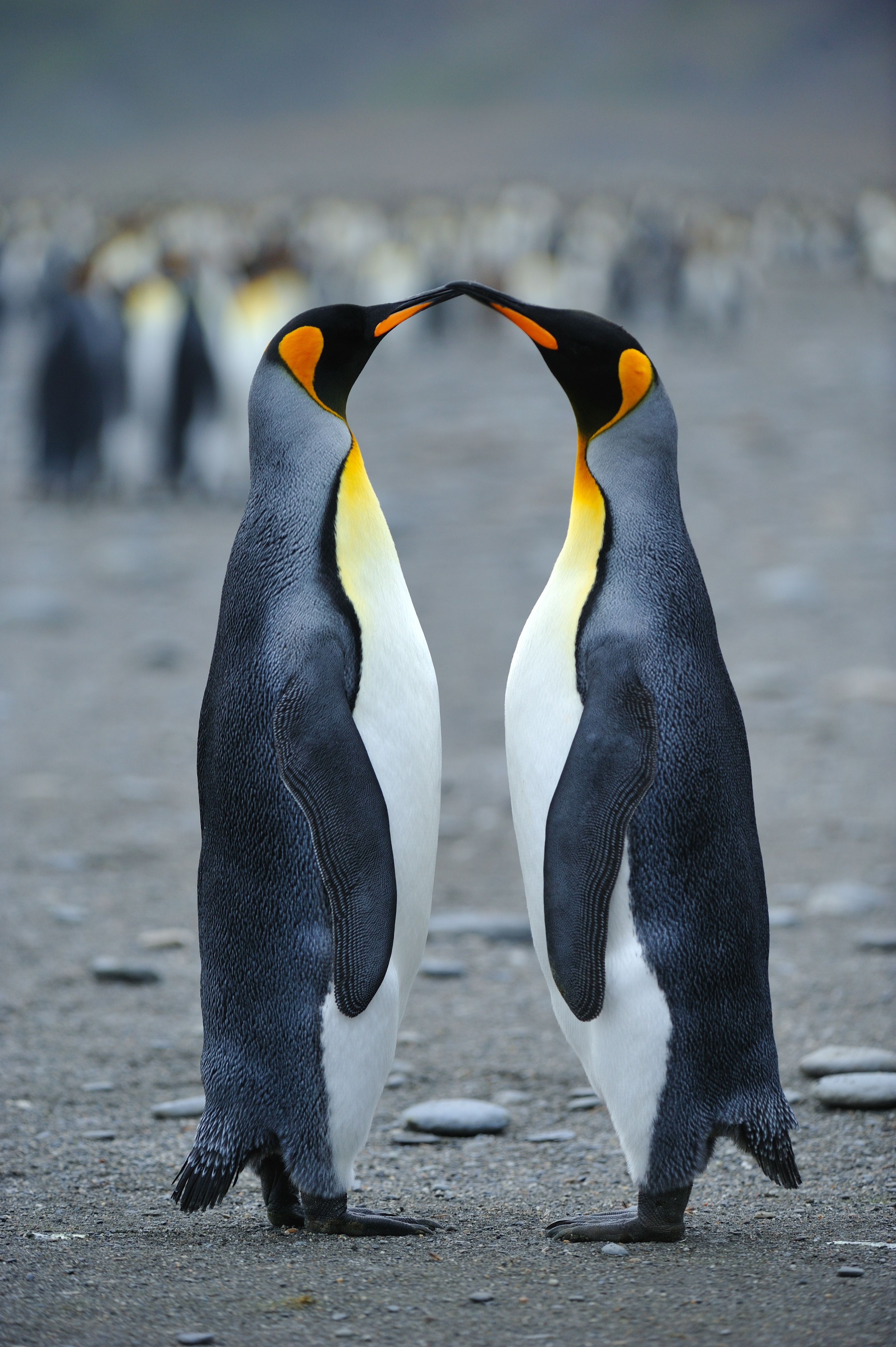 Is penguin a mammal
