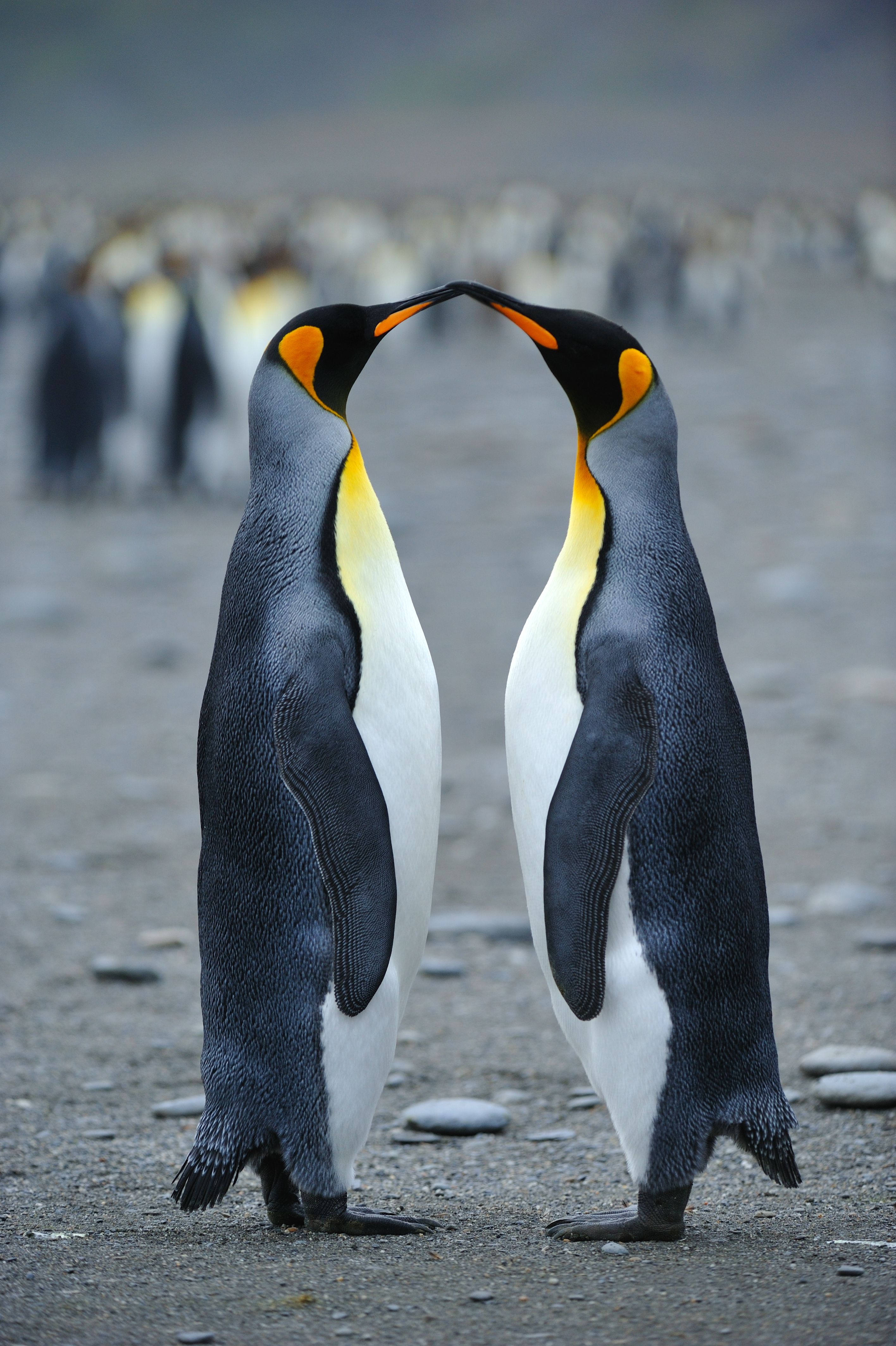 10-facts-about-the-emperor-penguin-are-the-emperor-penguins-friendly