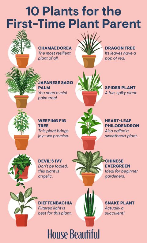 30 Houseplants That Can Survive Low Light Best Indoor 
