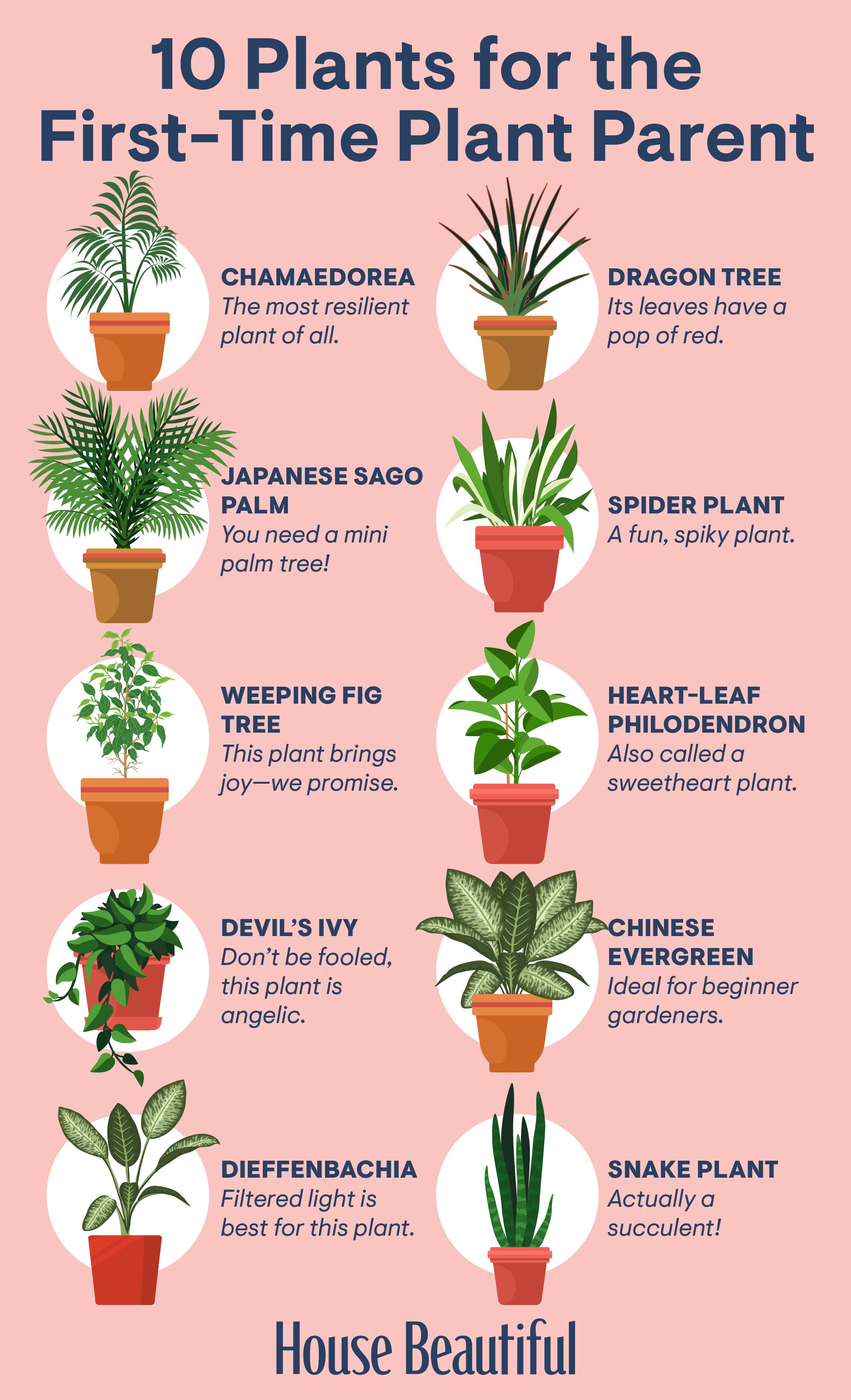 houseplants for beginners