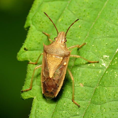 Stink Bug Pictures - How To Identify Common Stink Bugs In U.s.