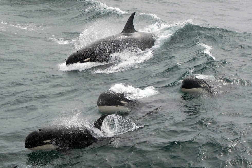 Scientists Spot Mysterious Unknown Breed of Killer Whales