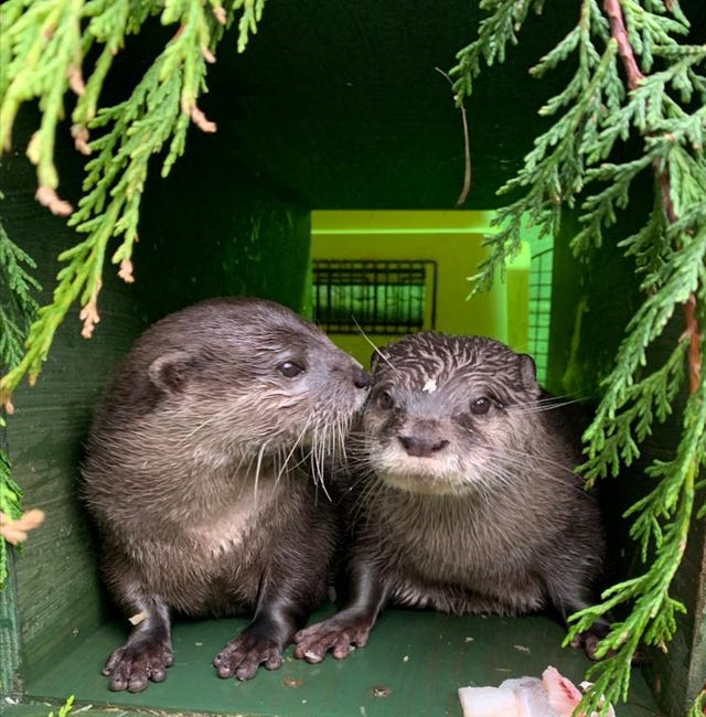 出会いはネット パートナーを失ったコツメカワウソたちの物語 出会いはネット パートナーを失ったコツメカワウソたちの物語