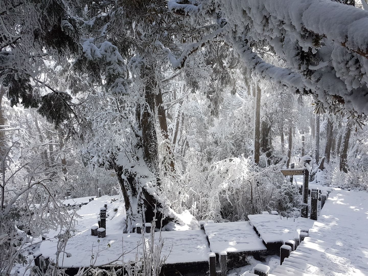 台灣下雪了 太平山 思源啞口 合歡山變銀白世界 張美得不可思議打卡照宛如仙境