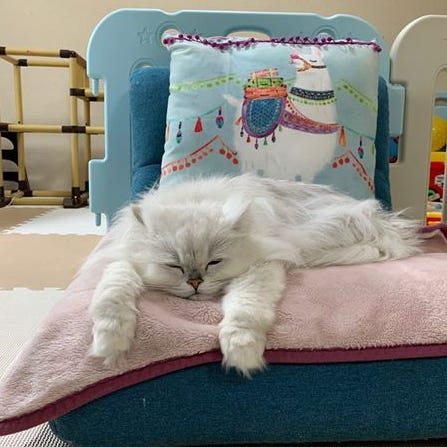 モンプチのcmのあの子 チンチラペルシャの気高きスター猫ティガーの素顔にフォーカス モンプチのcmのあの子 チンチラペルシャの気高きスター猫ティガーの素顔にフォーカス