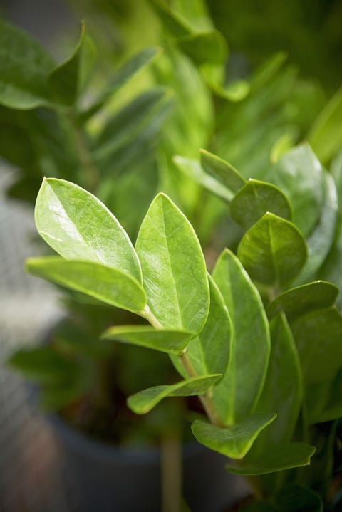 Leaf, Green, Flower, Plant, Herb, Organism, Flowering plant, Tree, Plant stem, Shrub, Leaf, Green, Flower, Plant, Herb, Organism, Flowering plant, Tree, Plant stem, Shrub,