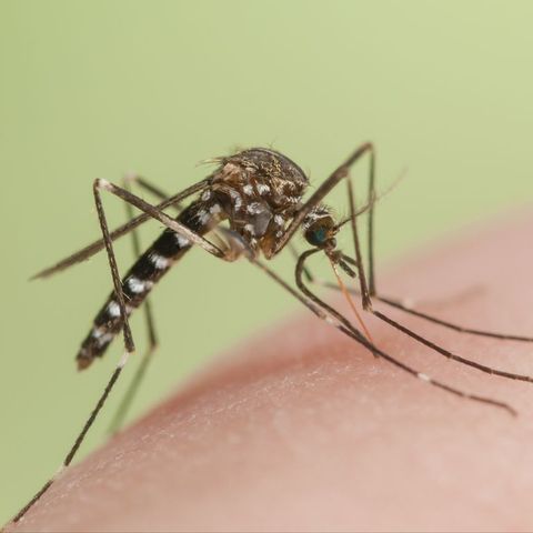 蚊に刺された時の正しい対処法と、刺されない予防法を皮膚科専門医が伝授