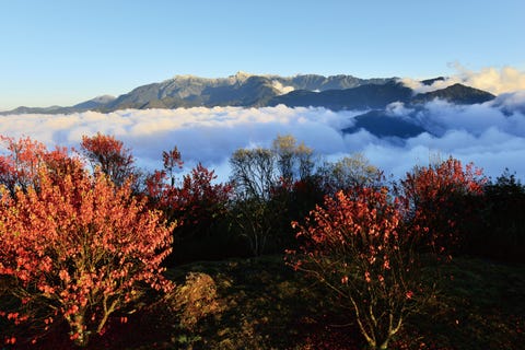 全台14座國家森林遊樂區推薦!走訪台灣最美後花園、絕美夜觀仙境,來場大自然治癒之旅