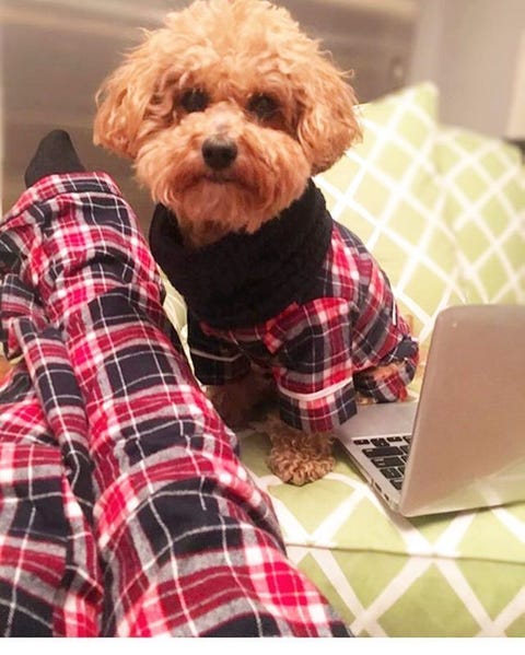 You Can Now Wear Matching Pajamas With Your Dog