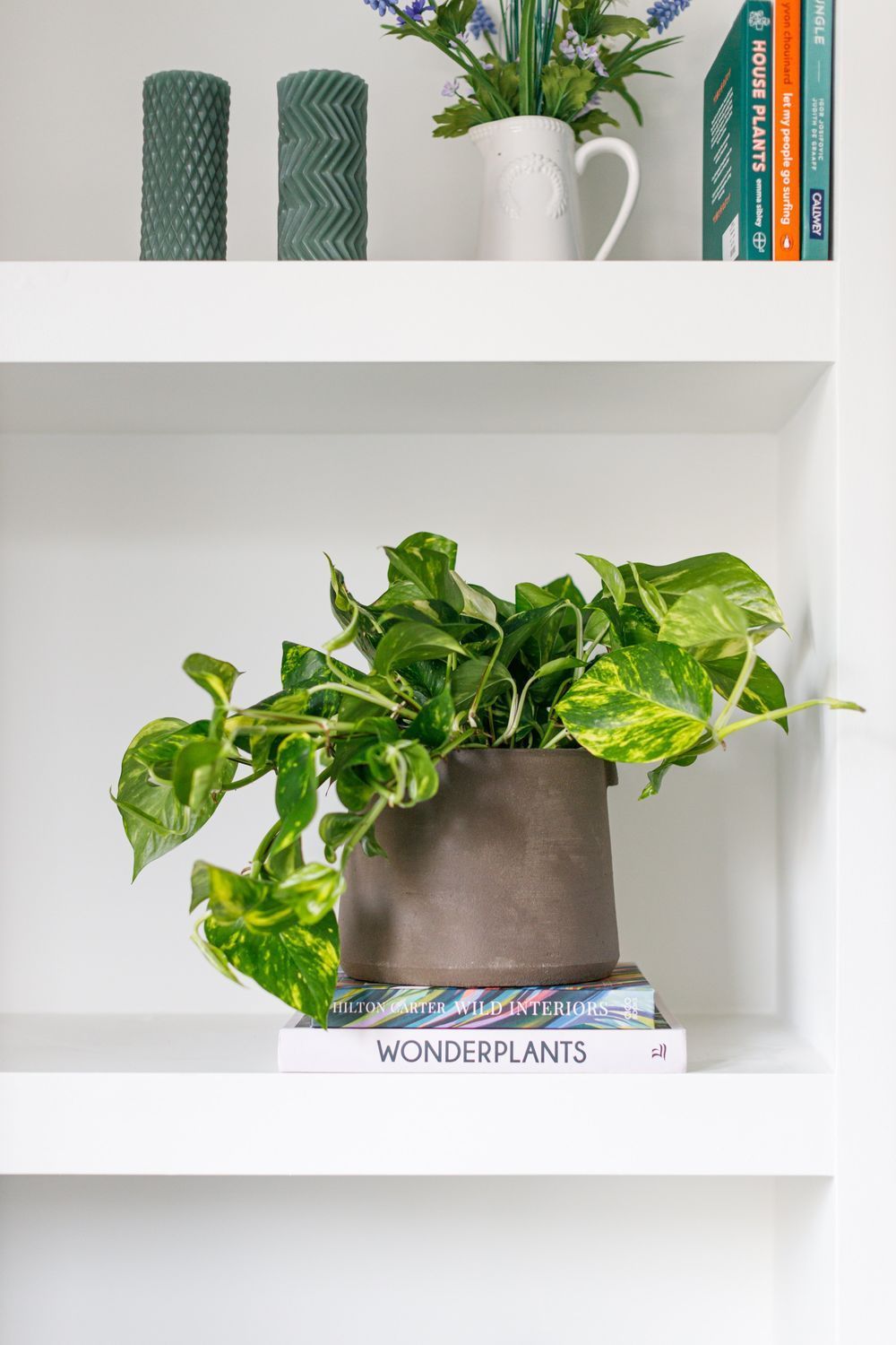 キッチン リビングetcエリア別の観葉植物おすすめ品種とは Elle Decor エル デコ