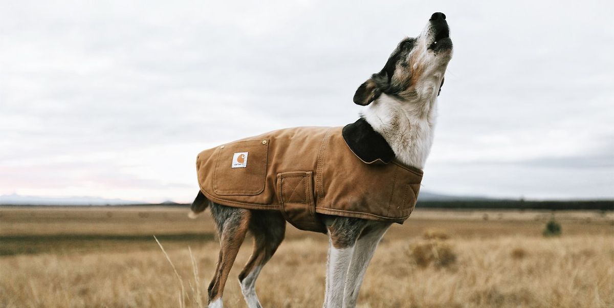 These Dog Jackets Will Keep Your Pup Warm (and Stylish) This Winter