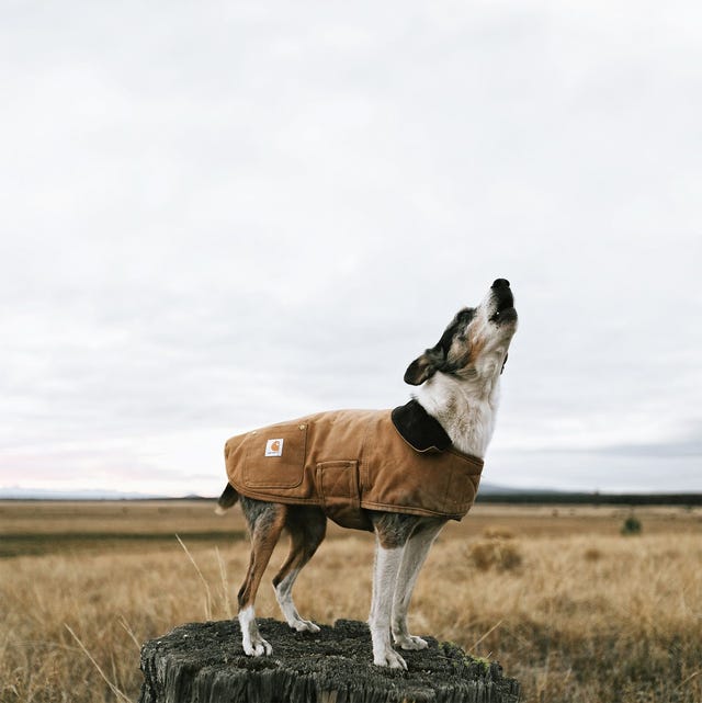 dog carhartt jacket