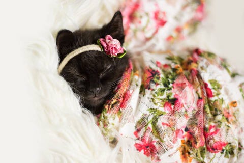 This Newborn Photo Shoot Stars the Cutest Kitten in All the World