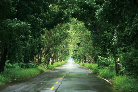 Green, Road, Tree, Natural landscape, Nature, Vegetation, Natural environment, Forest, Nature reserve, Thoroughfare,