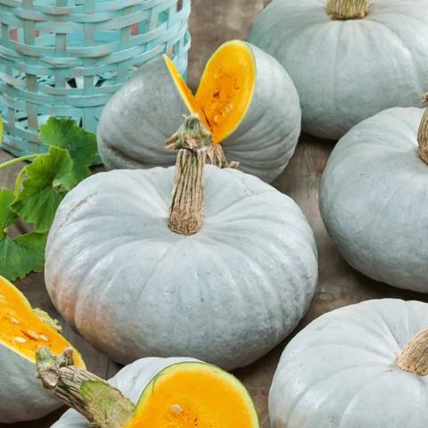 types of pumpkin like the blue prince variety