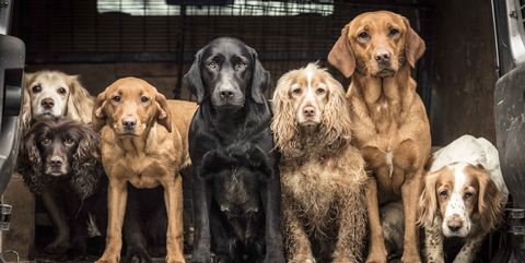 1st Dogs at Work Tracy Kidd © - Dog Photographer of the Year 2018