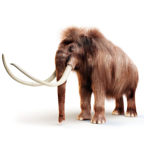 Wrangel Island Mammoths | How Did the Mammoths Go Extinct?