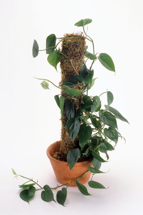 屋内で育てることができる最高の熱帯植物 Elle Decor エル デコ 屋内で育てることができる最高の熱帯植物 Elle Decor エル デコ