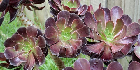 おすすめの多肉植物は 12星座別に性格にあった種類を提案 Elle Decor エル デコ おすすめの多肉植物は 12星座別に性格にあった種類を提案 Elle Decor エル デコ
