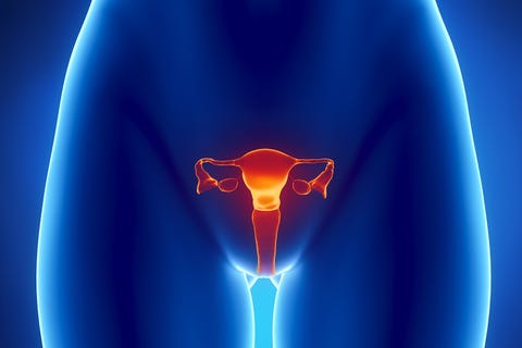 female reproductive system Types Of UTIs