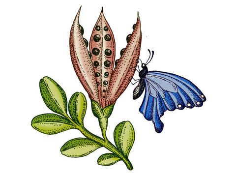 Organism, Invertebrate, Leaf, Insect, Arthropod, Pollinator, Botany, Flowering plant, Butterfly, Papilio, 