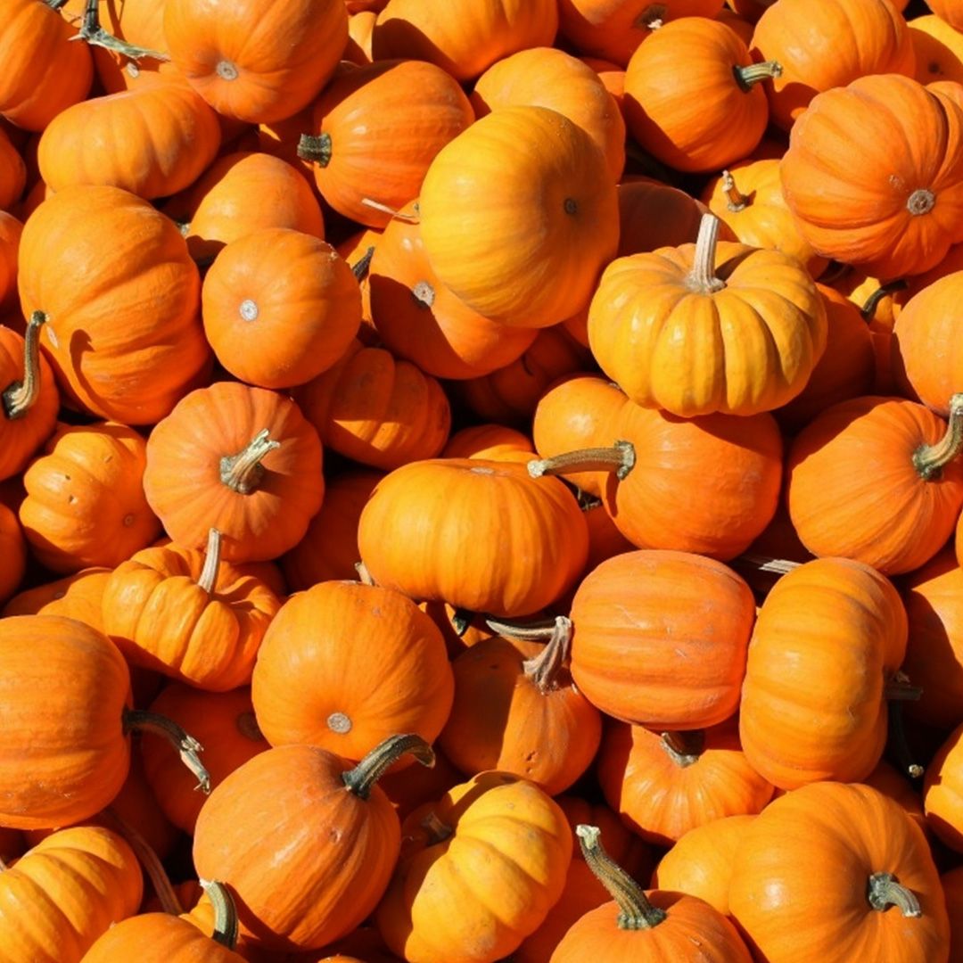 もうすぐハロウィン 栄養豊富なかぼちゃにまつわる16の事実 Elle Gourmet エル グルメ