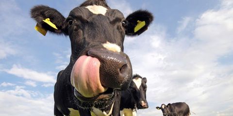 cow-tongue.jpg