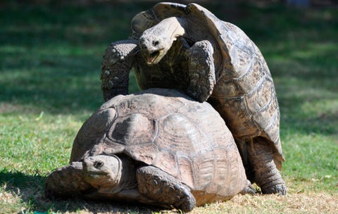 tortoise-sex.jpg