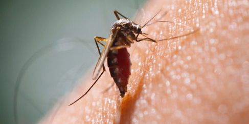 Skeeter Syndrome - How to Treat Allergic Reactions to Mosquito Bites