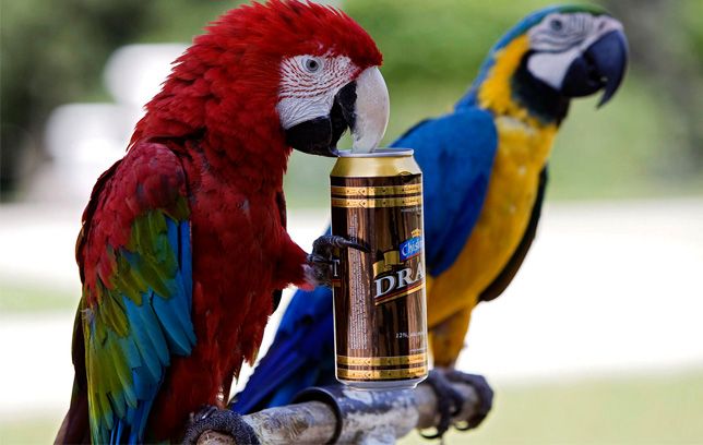 7 Glorious Times That Scientists Got Animals Drunk