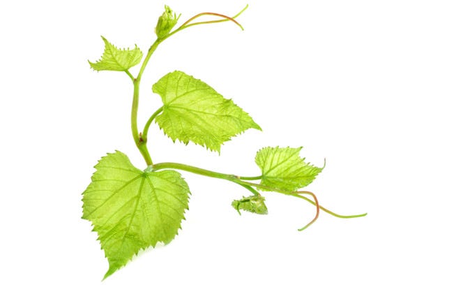 grape-leaves-nutrition-facts