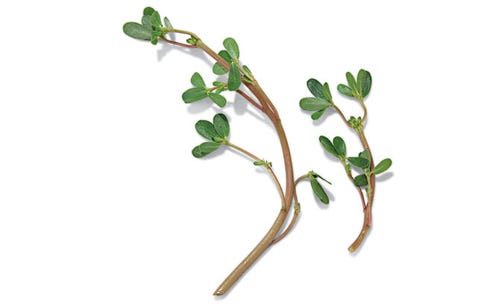 purslane