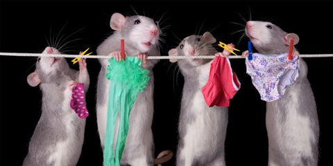 rat-lingerie.jpg