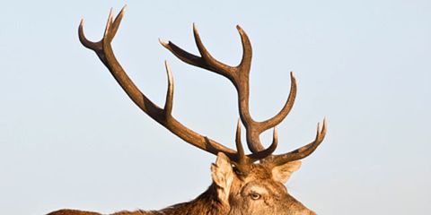 red-deer-antlers-644x408.jpg