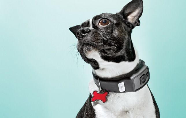 dog fitness tracker