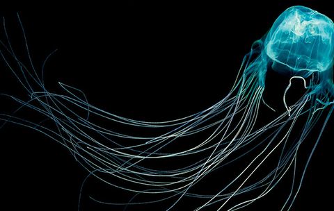 Box Jellyfish Are More Deadly To Humans Than Sharks But Many