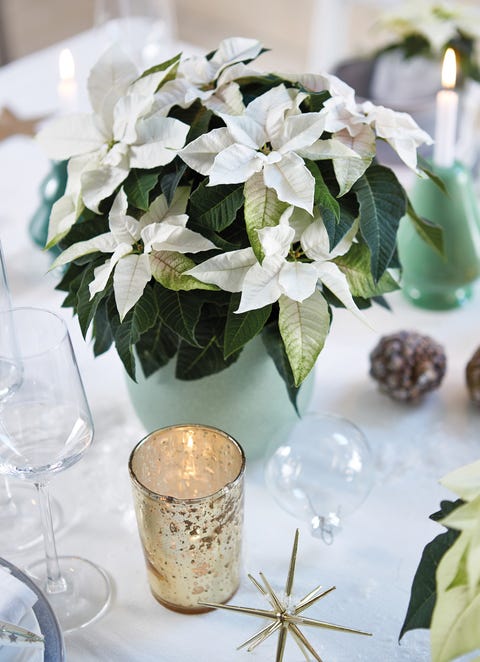 White poinsettia at Christmas