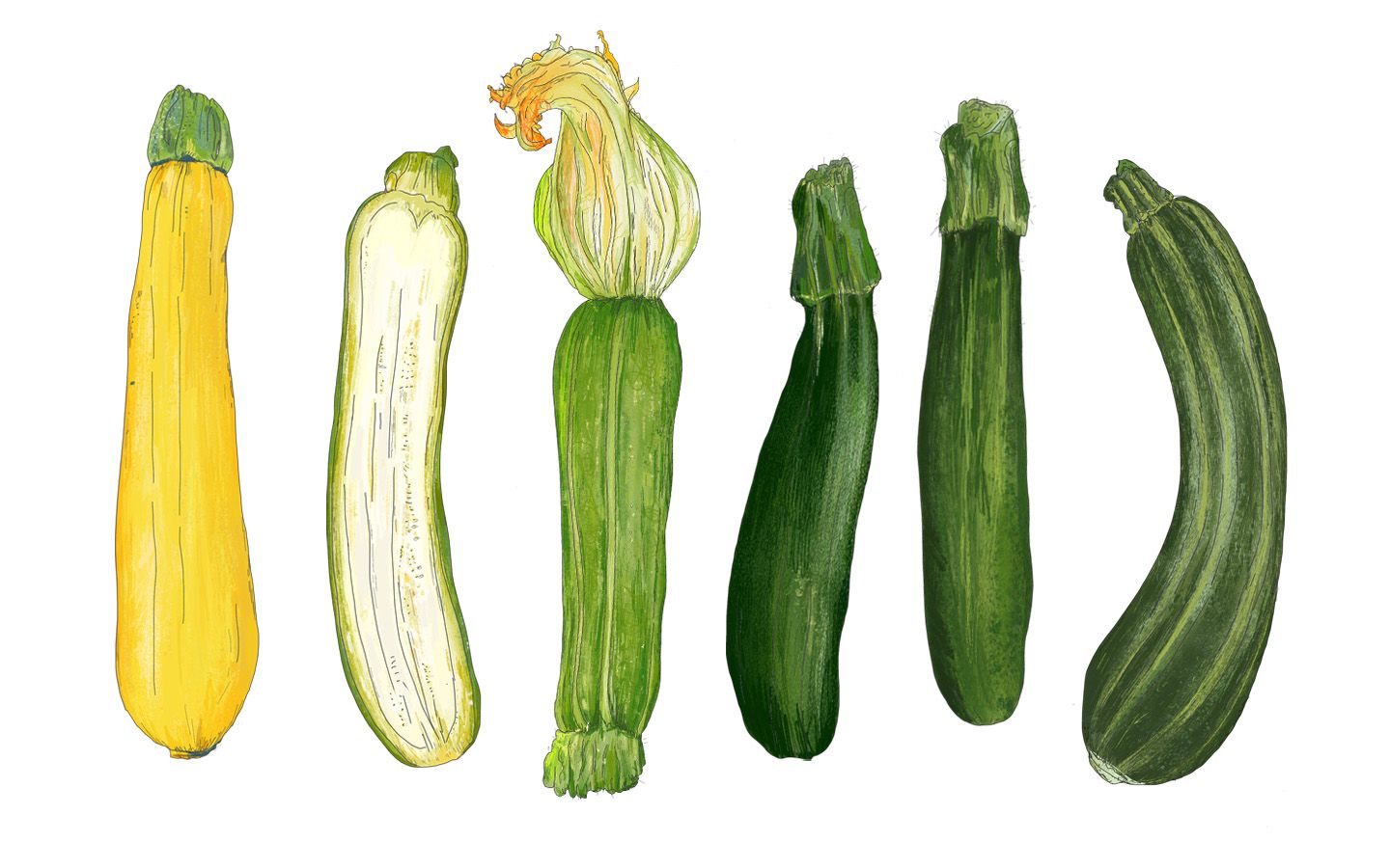 Kitchen Garden Diary In Praise Of The Courgette