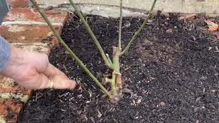 how to prune roses